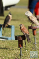 Photo 6258: Birds of Prey at Abbey Medieval Tournament 2012
