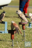 Photo 6259: Birds of Prey at Abbey Medieval Tournament 2012