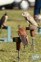 Photo 6260: Birds of Prey at Abbey Medieval Tournament 2012