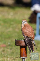 Photo 6261: Birds of Prey at Abbey Medieval Tournament 2012