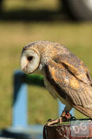 Photo 6263: Birds of Prey at Abbey Medieval Tournament 2012