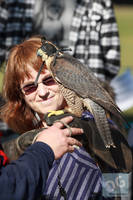 Photo 6271: Birds of Prey at Abbey Medieval Tournament 2012