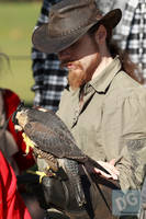 Photo 6274: Birds of Prey at Abbey Medieval Tournament 2012