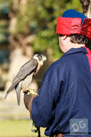 Photo 6284: Birds of Prey at Abbey Medieval Tournament 2012