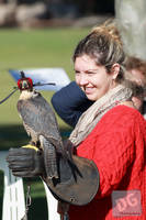 Photo 6286: Birds of Prey at Abbey Medieval Tournament 2012