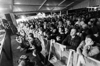 Photo 9411: Public at Caloundra Music Festival 2012