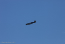 Photo 8805: Aerial Display at Air and Land Spectacular 2011 at Emu Gully