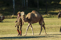 Photo 7720: Animals at Air and Land Spectacular - Emu Gully 2012