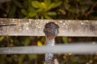 Photo 44610: Animals at Air and Land Spectacular - Emu Gully 2012