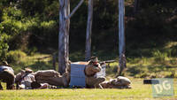 Photo 2: Boer War at Air and Land Spectacular - Emu Gully 2013